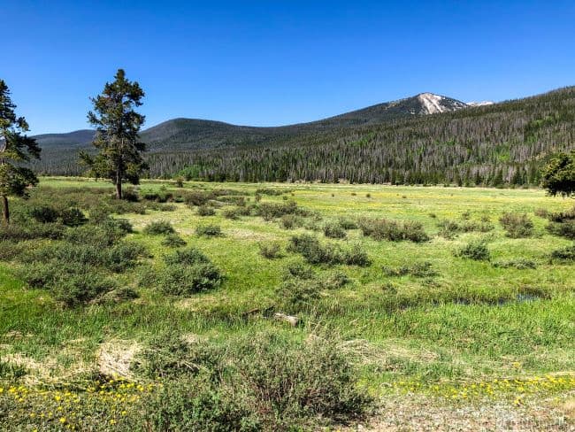 A serene field with trees, framed by the Never summer mountains of Rocky Mountain National Park in the background. Horowitz trail off the Trail Ridge Road.