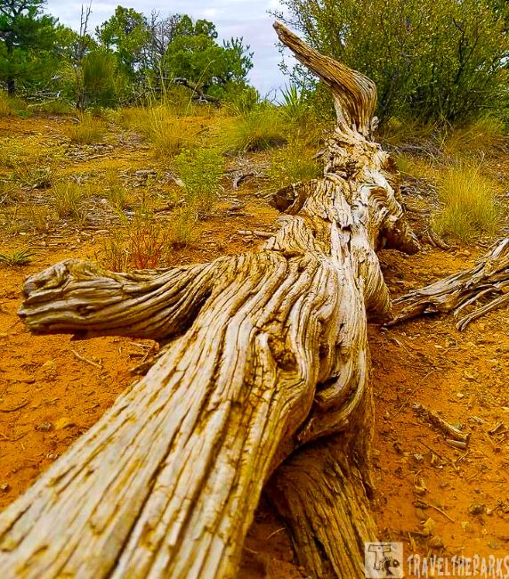 A piece of Mesquite driftwood on dry, reddish-brown ground with sparse grass and trees in the background.