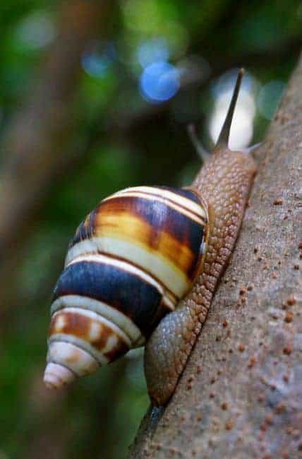 Liguus Tree Snail with a striped shell climbing a tree trunk.