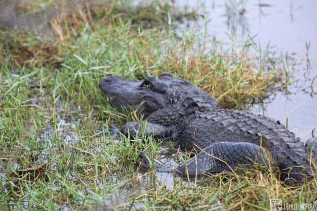 Alligator in Turner River wet marshland at Big Cypress National Preserve, surrounded by grass.