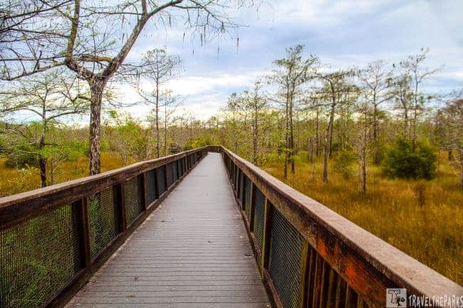 A wooden Kirby Sorter boardwalk through a sparse wetland area in Big Cyoress National Park with an overcast sky.