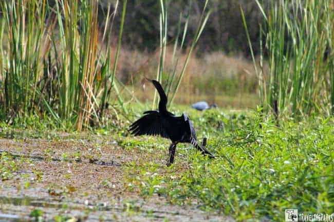 A black water Cormorant bird with open wings in a wetland with reeds and greenery.