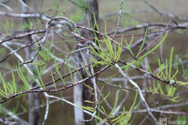 Close-up of Bald Cypress branches with green needle-like leaves in Big Cypress National Preserve.