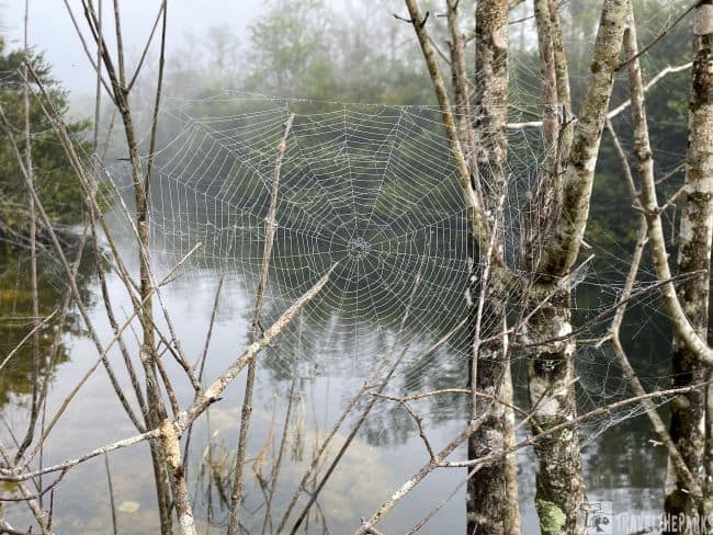 Spider web between tree branches by a misty water body.