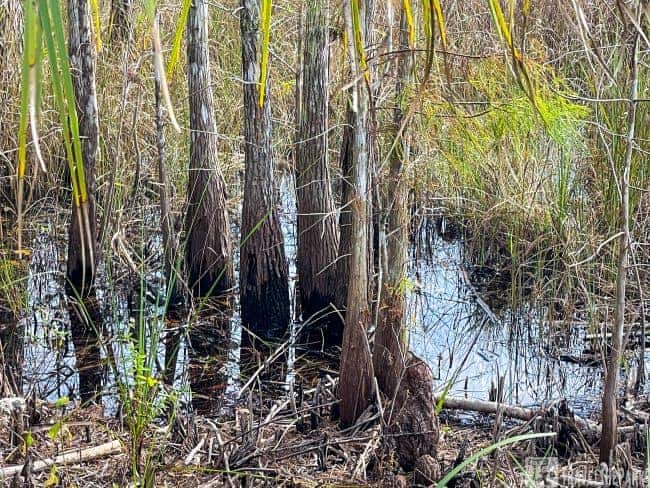 Swamp with tall cypress tree trunks and surrounding reeds.. Bald Cypress Swamp-Big Cypress National Preserve