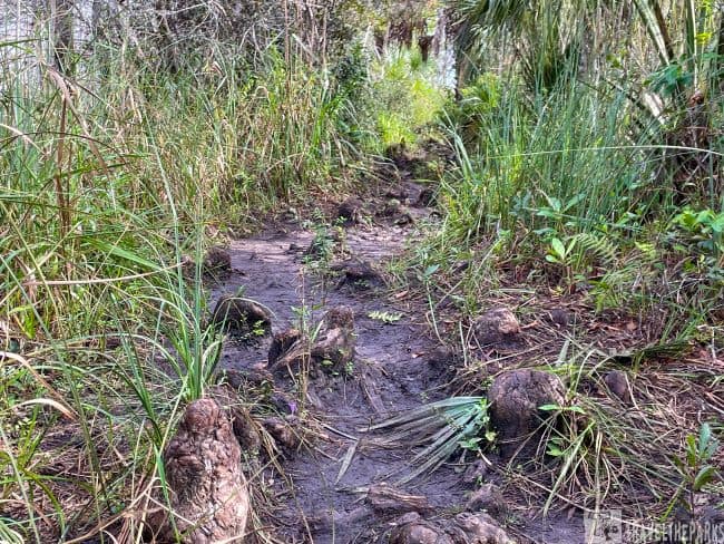 A narrow muddy Gator Hook Trail through a dense forest with tall grasses and protruding Cypress Knees.