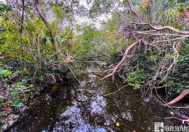 Jungle like Gator hole in Big Cypress on the Loop Road. Dense wetland with greenery and a reflective waterway.