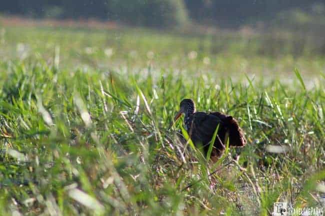 A Limpkin bird with a red beak is nestled in tall green grass, set in a natural environment.