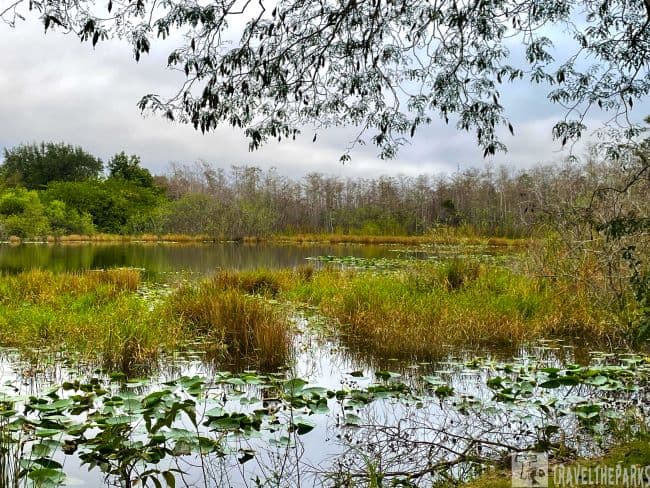 A serene wetland landscape with lily pads, marsh grasses, and distant trees under a cloudy sky in Big Cypress National Park & Preserve.