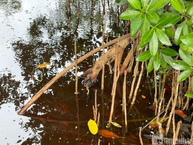 Mangrove roots in reflective water with green leaves above.
