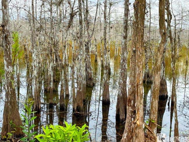 Swamp in Big Cypress NP with leafless trees and water reflections.