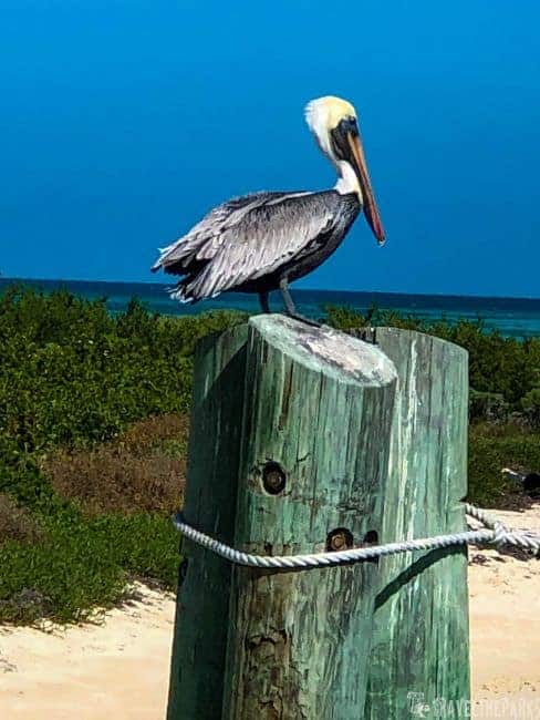 Dry Tortugas National Park -Pelican