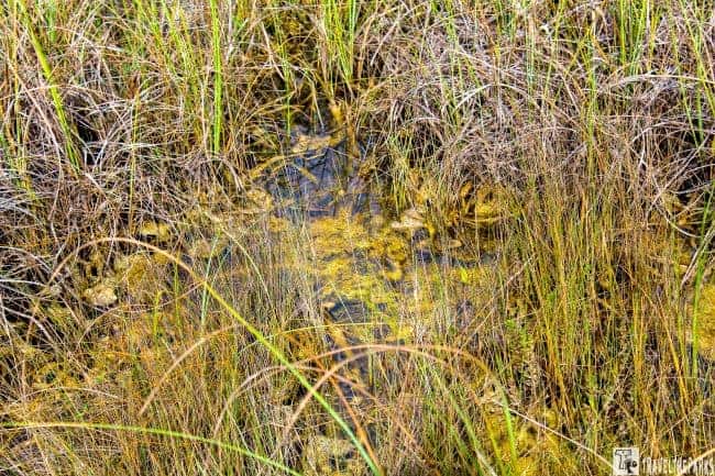 A marshland with tall grasses and periphyton-covered water in Big Cypress National Preserve.