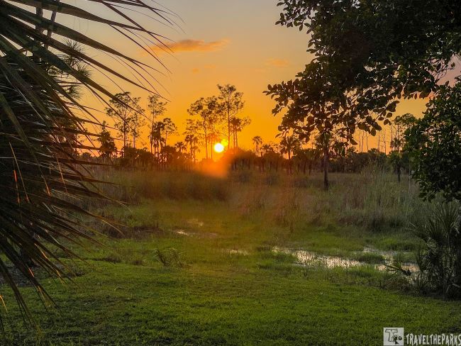Sunset-Big Cypress Hammock. Sunset over a grassy wetland with silhouetted trees and vibrant sky.