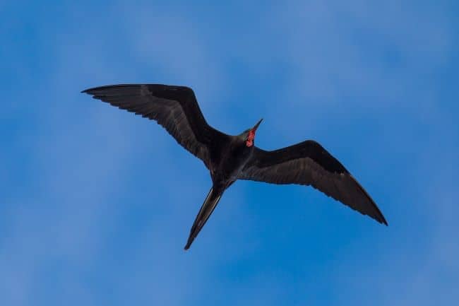 Magnificent Frigatebird-Dry Tortugas National Park