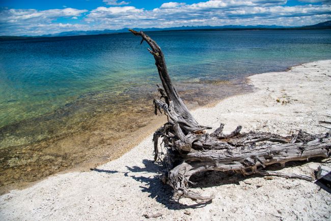 Tree Stump besides the lakeshore Yellowstone Lake West Thumb Geyser basin