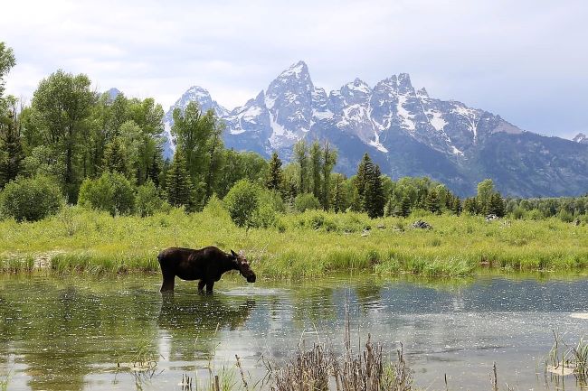 Schwabacher Landing, Moose standing in a pond with Teton mountains and greenery in the background.