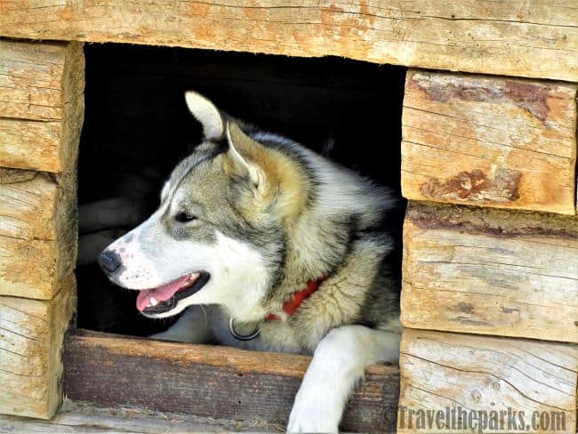 Denali Sled Dog Kennels-Siberian Husky peeking from a log structure.
