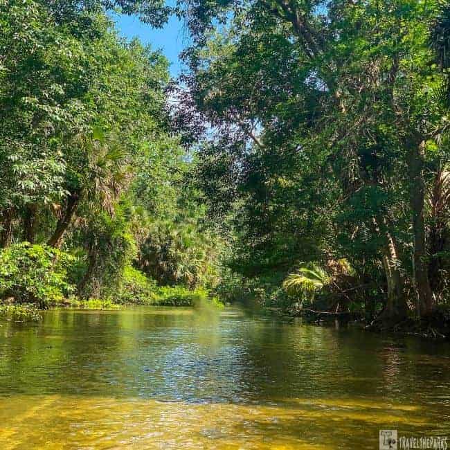 Wekiva River winding through a lush, green forest with overhanging trees, a peaceful nature escape perfect for Sunshine State Orlando Day Trips.