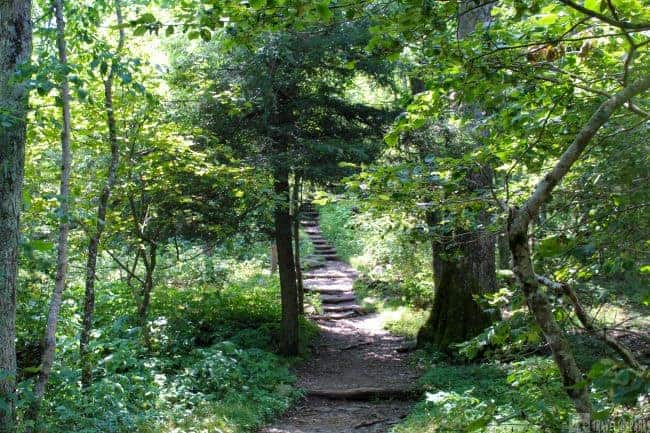 Shenandoah Forest Trail