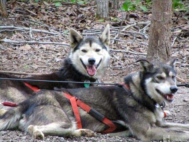 Sled Dogs resting @ Alaska Native Heritage Center Anchorage