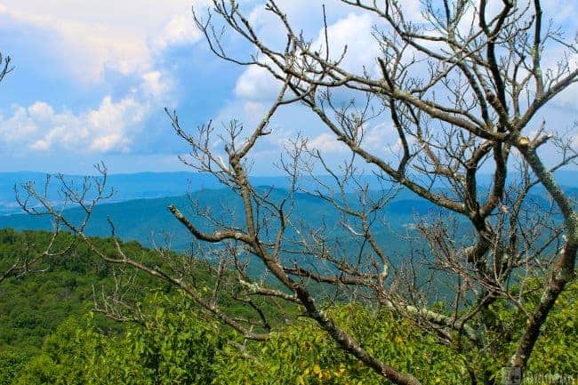 View through the branches of Shenandoah Valley
