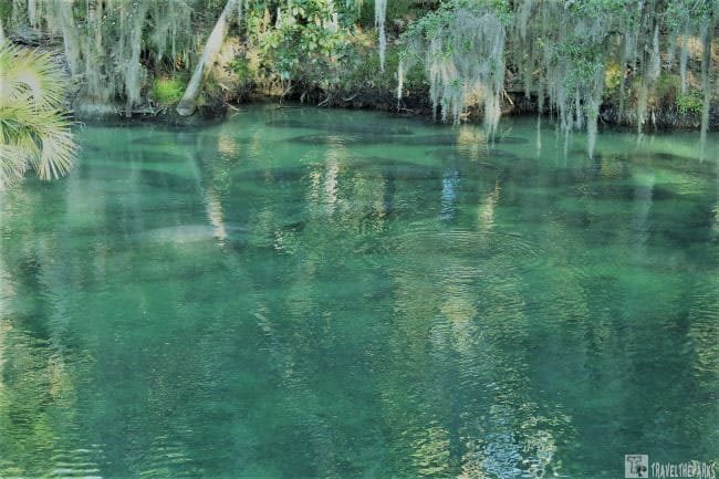 Home To Enchanted Manatees Beautiful Blue Springs Park