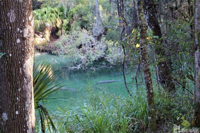 Manatees in the Run