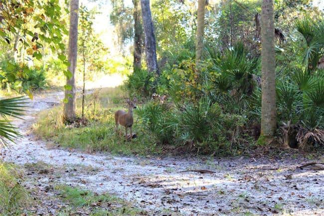 Pine Island Trail Deer