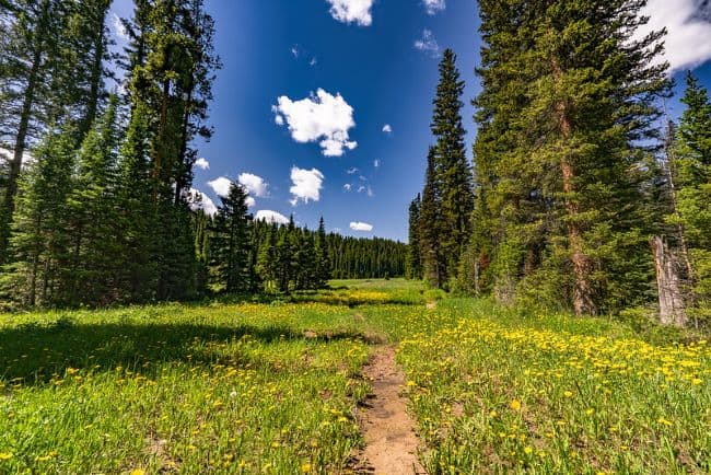 Bridger-Teton National Forest Trail