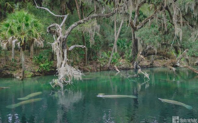Manatees in Blue Springs Boil area