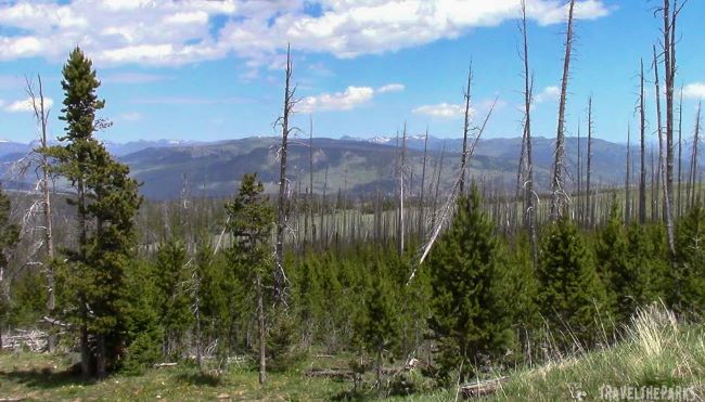 Dunraven Pass-Viewpoint-Forest with young evergreens and bare tree trunks against distant mountains and a partly cloudy sky.