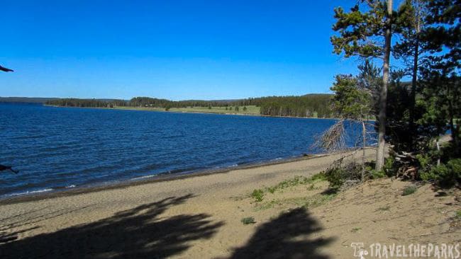 Sandy beach with pine trees by a blue lake under a clear sky. View of Gull Point, Yellowstone Lake