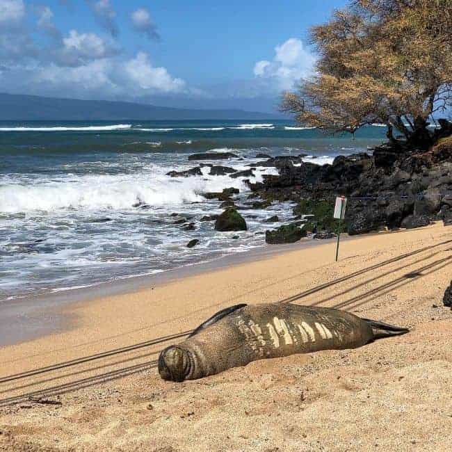 Hawaiian Monk Seal resting on a sandy beach with ocean waves in the background and rocky outcrop with a tree to the right.