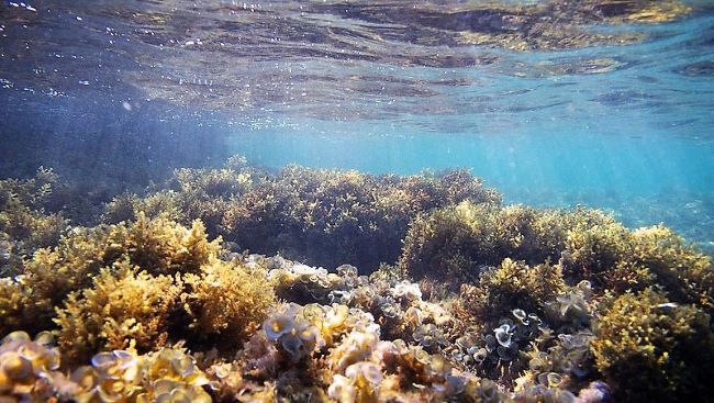 Coral Reef-Magical Maui-the Vibrant Valley Isle