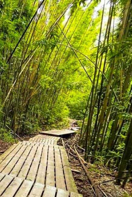 Pipiwai Trail Bamboo Forest: Maui forest view of a wooden boardwalk 