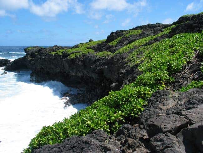 Volcanic cliffs with green vegetation beside the ocean.