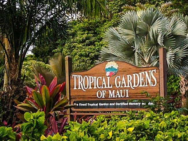 Sign for Tropical Gardens of Maui surrounded by lush tropical plants.

