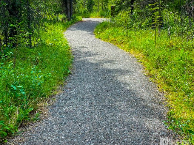 Boreal Forest Trail: Curved gravel path through a lush, green forest with scattered trees and sunlight filtering through.