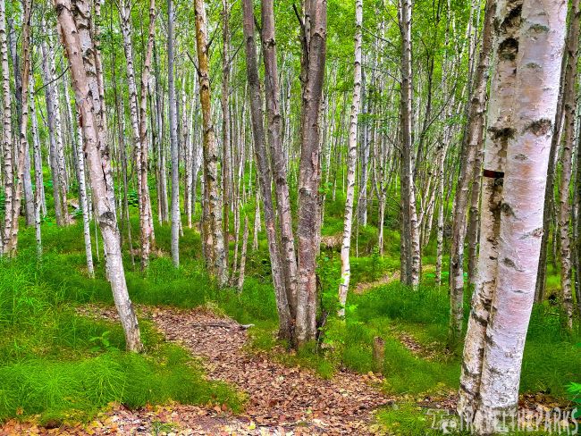 Tony Knowles Trail-A forest of slender birch trees with white bark in Earthquake Park, Anchorage.