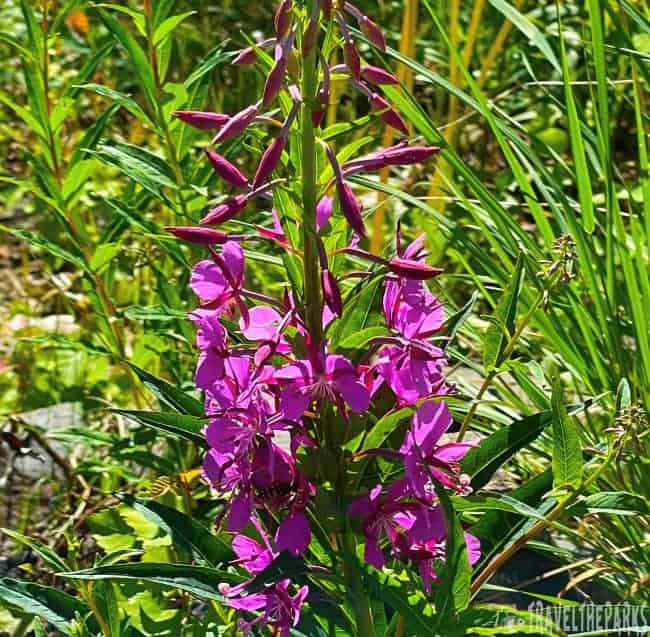 Fireweed Purple-pink flower with green leaves in a grassy background.