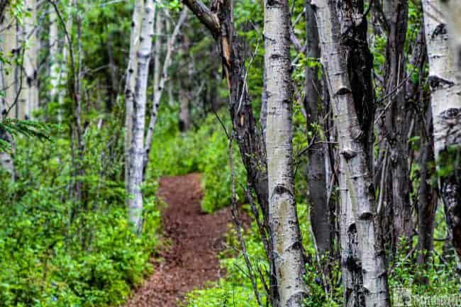 Aspen Trees on the Matanuska Glacier Trail