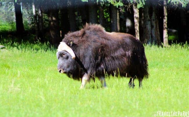 Large Animal Research Facility A musk ox standing on a green field with trees in the background.