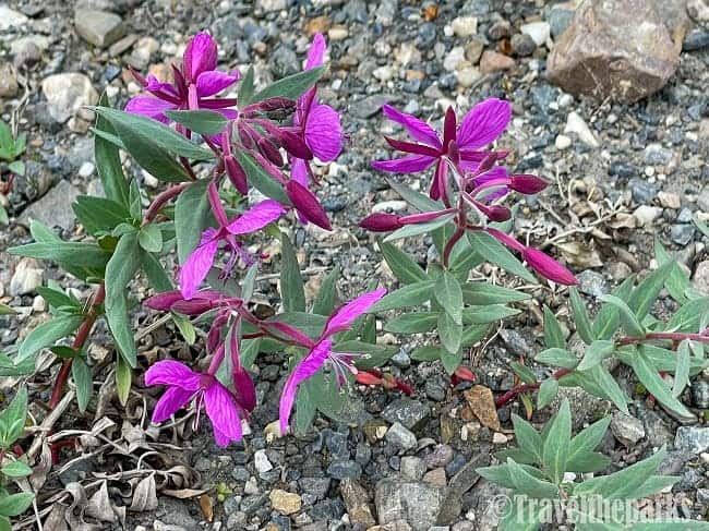 Roadside WildFlowers
