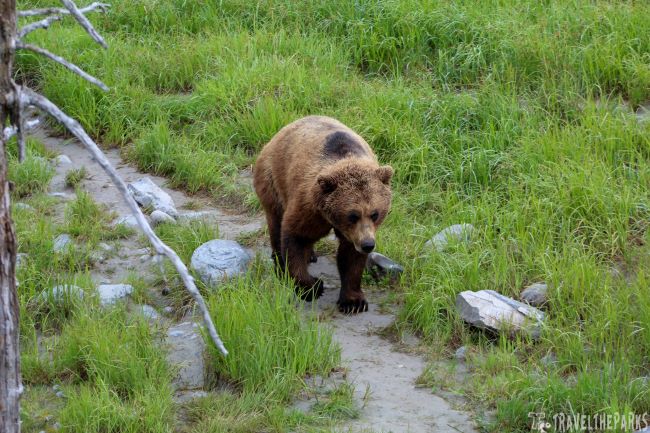 Alaskan Brown bear walking on a dirt path in a grassy area at the Alaska Wildlife Conservation Center.