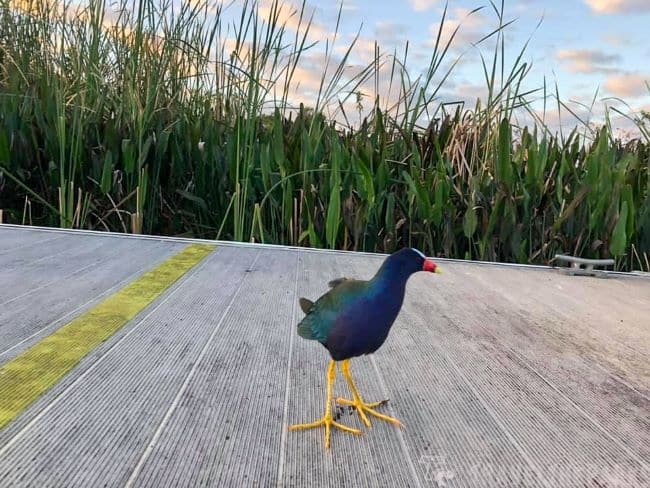 A colorful Purple Gallinule bird with a red bill on a boardwalk in front of tall reeds.