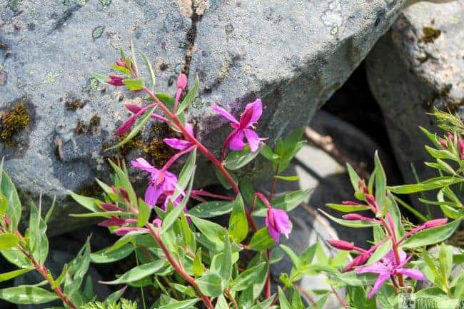 Alaska Wildflowers-Seward Highway Pink flowers with green leaves in front of grey rocks.