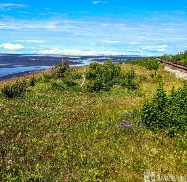 Meadow with wildflowers next to railway tracks at Beluga Point, overlooking the Turnagain Arm tidal flats and blue cloud covered sky.