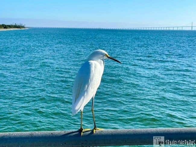 Bay Pier Egret