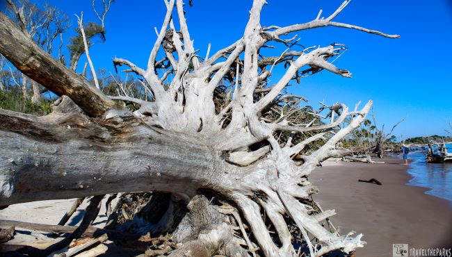 Bleached Oak Tree Skeleton